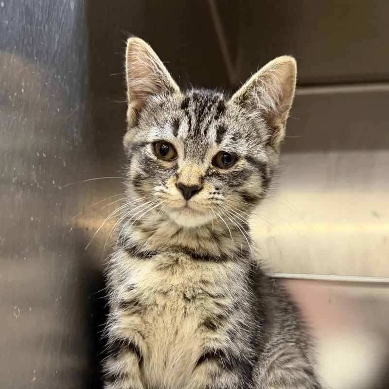 A baby small-sized female Brown / Chocolate Domestic Short Hair cat named Puka Shell for adoption in West Olive, MI