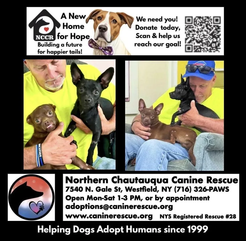 A baby small-sized male Black Chihuahua dog named Ace for adoption in Westfield, NY