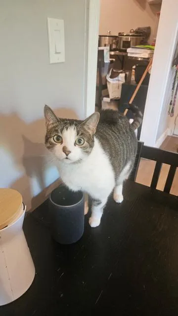 An adult medium-sized female Gray & White Domestic Short Hair cat named Nala Sweet Female for adoption in Ringoes, NJ