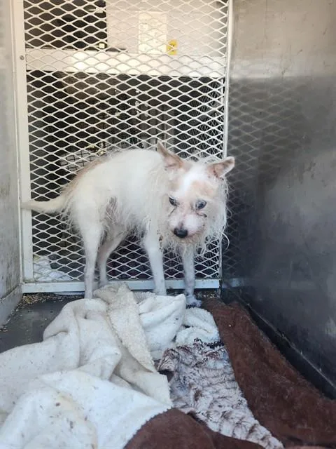 A senior small-sized male Poodle dog named Gizmo for adoption in Bakersfield, CA