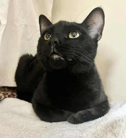 An adult medium-sized male Domestic Short Hair cat named Phoenix for adoption in Savannah, GA