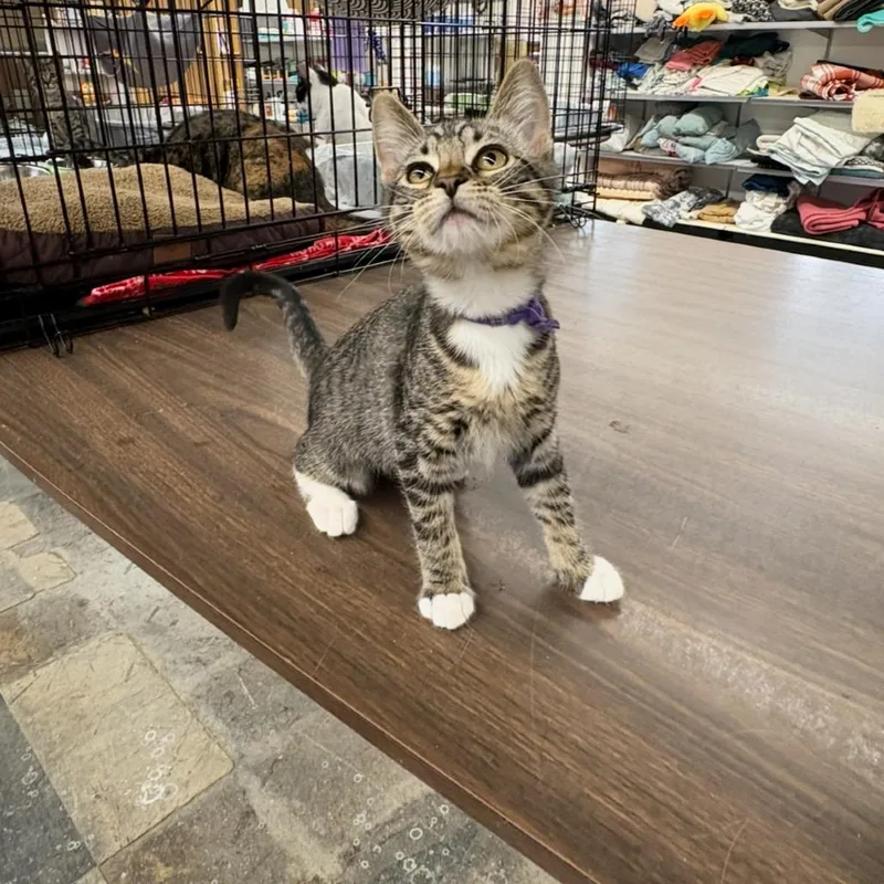 A baby small-sized female Gray / Blue / Silver Domestic Short Hair cat named Nova for adoption in Union, MO
