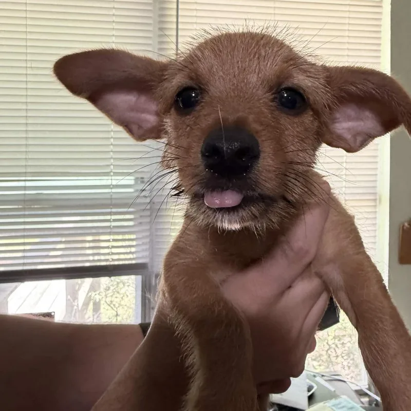 Charlie thumbnail 2