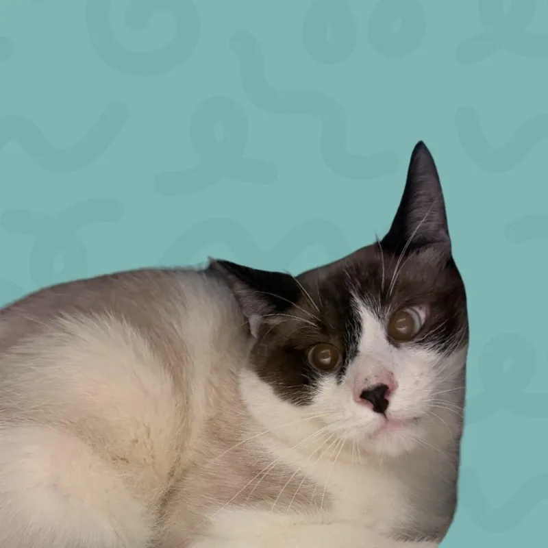 Buddy thumbnail 2