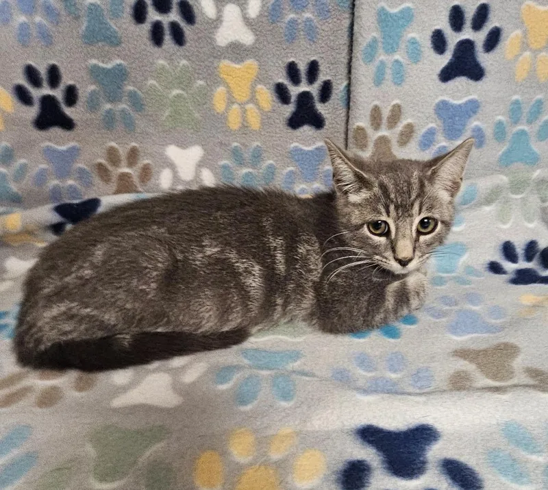 A baby medium-sized male Domestic Short Hair cat named Stumpy for adoption in Wabash, IN