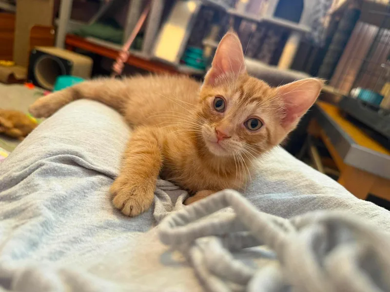 A baby medium-sized male Orange & White Domestic Short Hair cat named Archie for adoption in East Lansing, MI