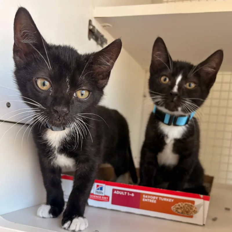 A baby small-sized male Black Domestic Short Hair cat named Javier for adoption in Los Angeles, CA
