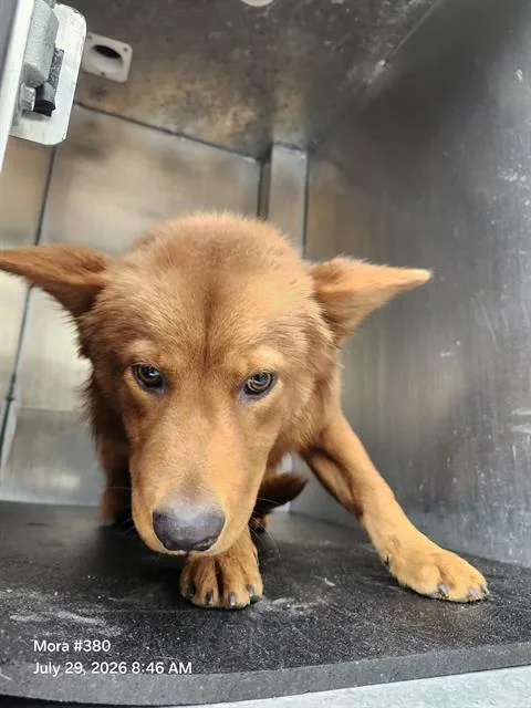 A young medium-sized male Chow Chow dog named Peter for adoption in San Antonio, TX