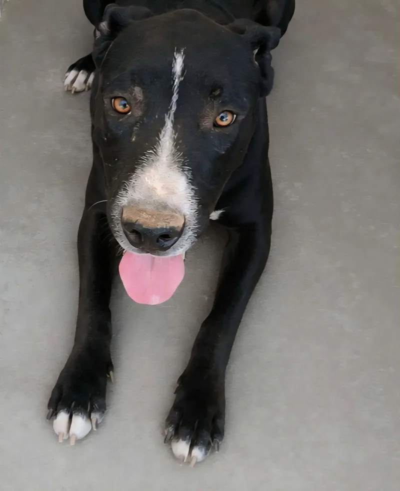 An adult medium-sized male Black American Staffordshire Terrier dog named Lecia for adoption in Kingman, AZ