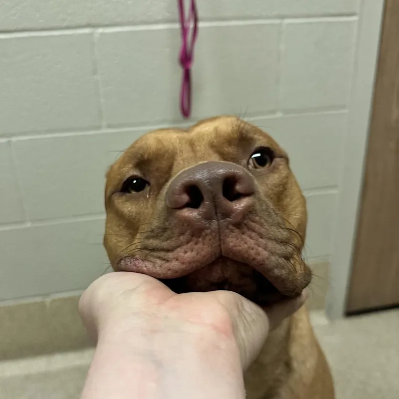 Simba thumbnail 4