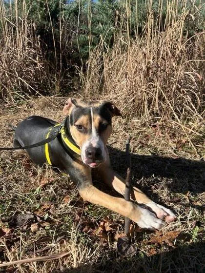 A young medium-sized male Mixed Breed dog named Peeps for adoption in Knoxville, TN