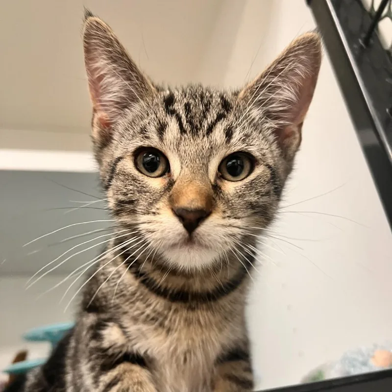 A baby small-sized female Brown / Chocolate Domestic Short Hair cat named Lisa for adoption in Albert Lea, MN