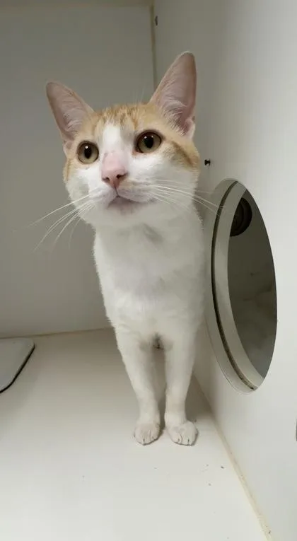 An adult large-sized male Domestic Short Hair cat named Catrick Swayze for adoption in West Chester, PA