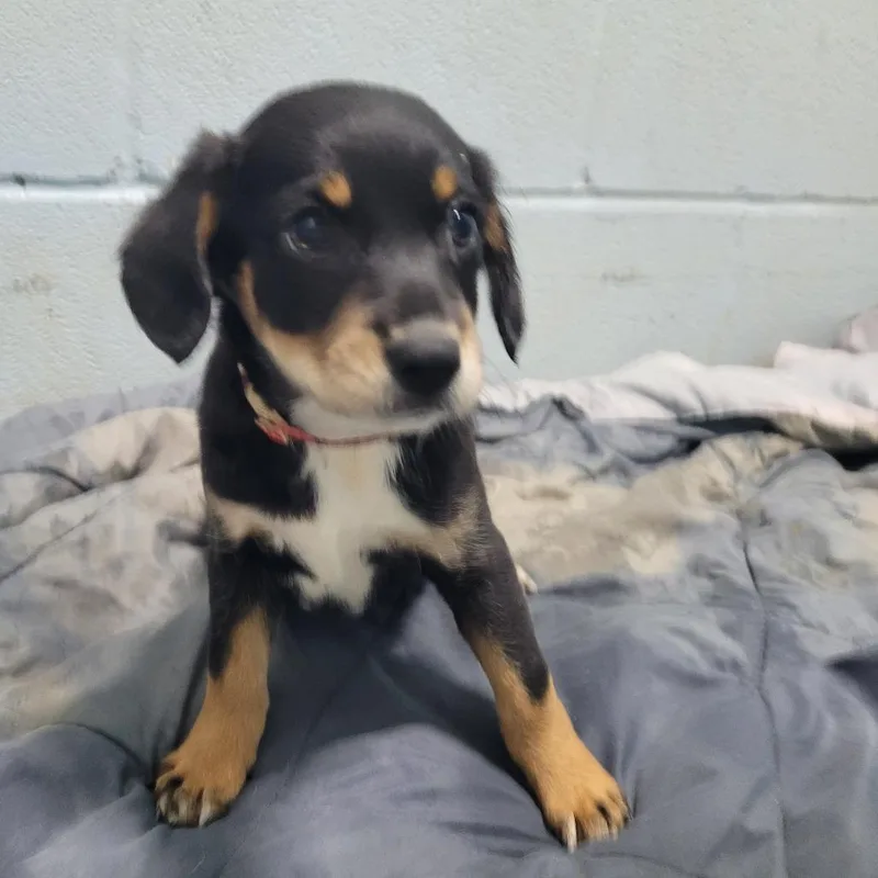 A baby medium-sized female Black Mixed Breed dog named Lynette for adoption in LOXAHATCHEE, FL