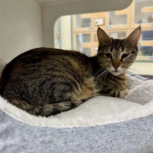 A young small-sized female Domestic Short Hair cat named Sandy for adoption in Riverside, CA