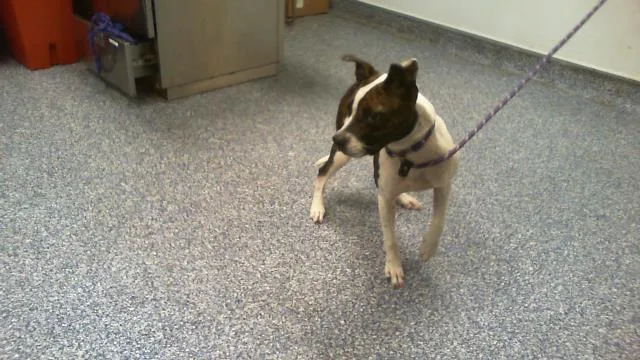A young medium-sized female Pit Bull Terrier dog named Asha for adoption in Charlotte, NC