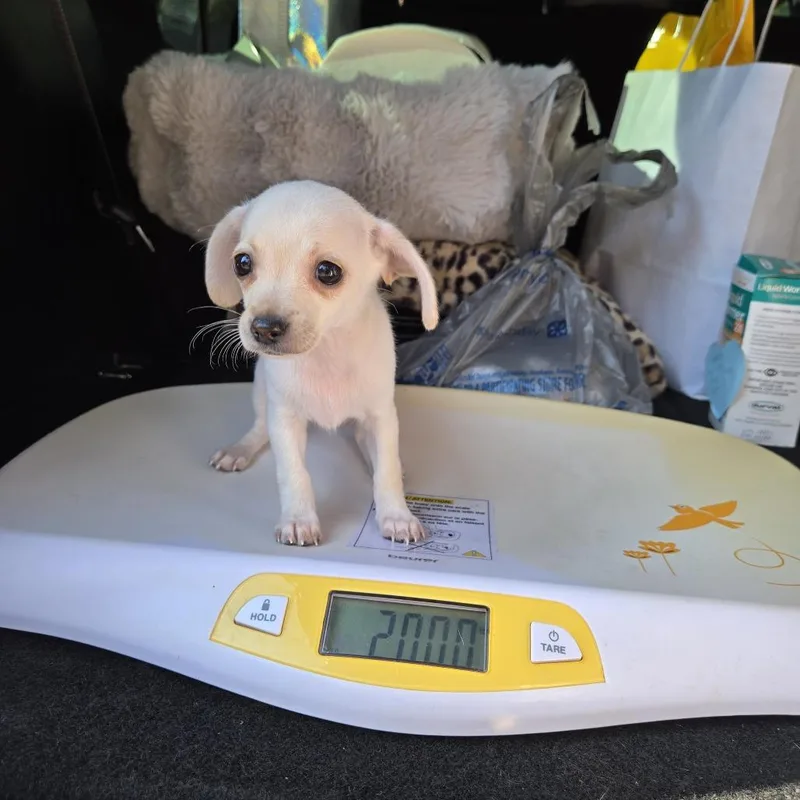 A baby small-sized female Chihuahua dog named Skittles for adoption in Montgomery, TX
