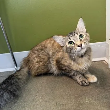 A young small-sized female Domestic Medium Hair cat named Half & Half for adoption in Janesville, WI