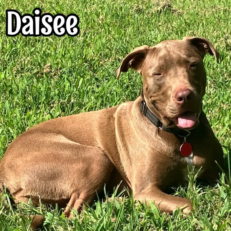 A young medium-sized female Brown / Chocolate Pit Bull Terrier dog named Daisy for adoption in Alma, WI