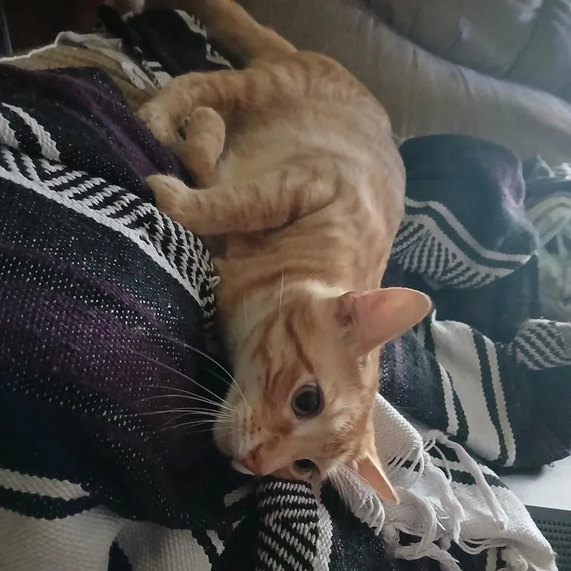 An adult small-sized male Orange / Red Domestic Short Hair cat named Hardwood floor for adoption in Rochester, MN
