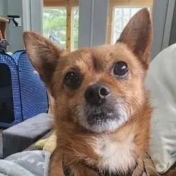 An adult small-sized male Golden Chihuahua dog named Macncheese for adoption in Unionville, CT