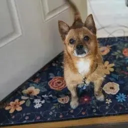 Macncheese thumbnail 2