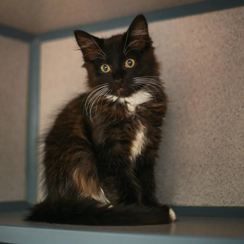 A young medium-sized male Black & White / Tuxedo Domestic Medium Hair cat named Okra & Jicama for adoption in Grass Valley, CA