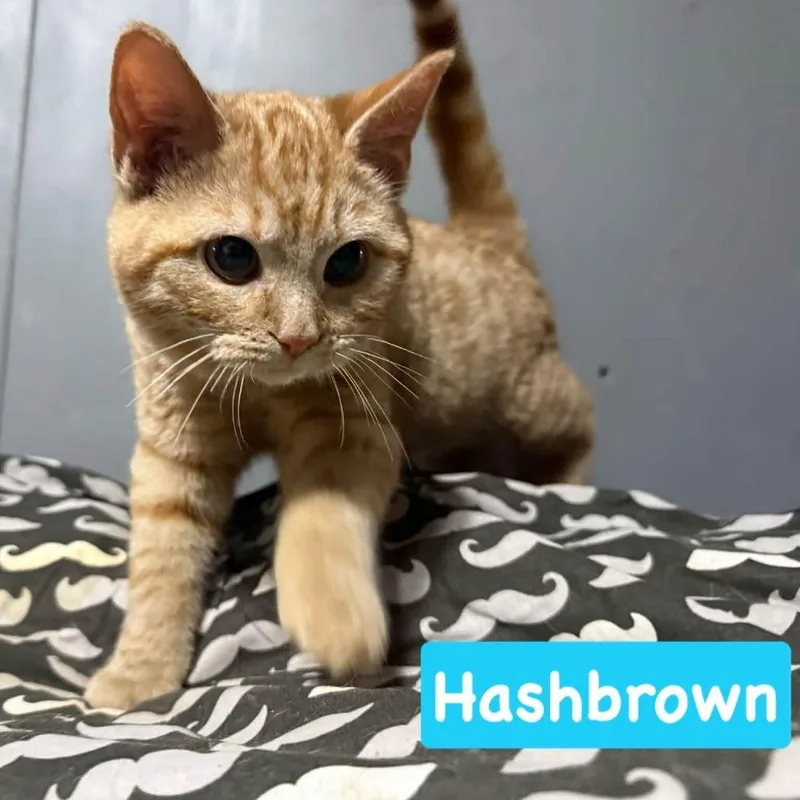 A young small-sized male Orange / Red Domestic Short Hair cat named Hashbrown for adoption in Kittanning, PA