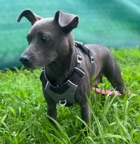 An adult small-sized female Chihuahua dog named Tina for adoption in Cincinnati, OH