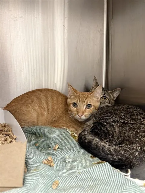 A baby small-sized male Domestic Short Hair cat named Spruce for adoption in Indianapolis, IN