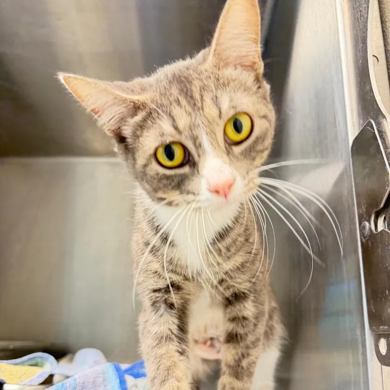 A young medium-sized female Gray / Blue / Silver Domestic Short Hair cat named Tillie for adoption in Englewood, FL
