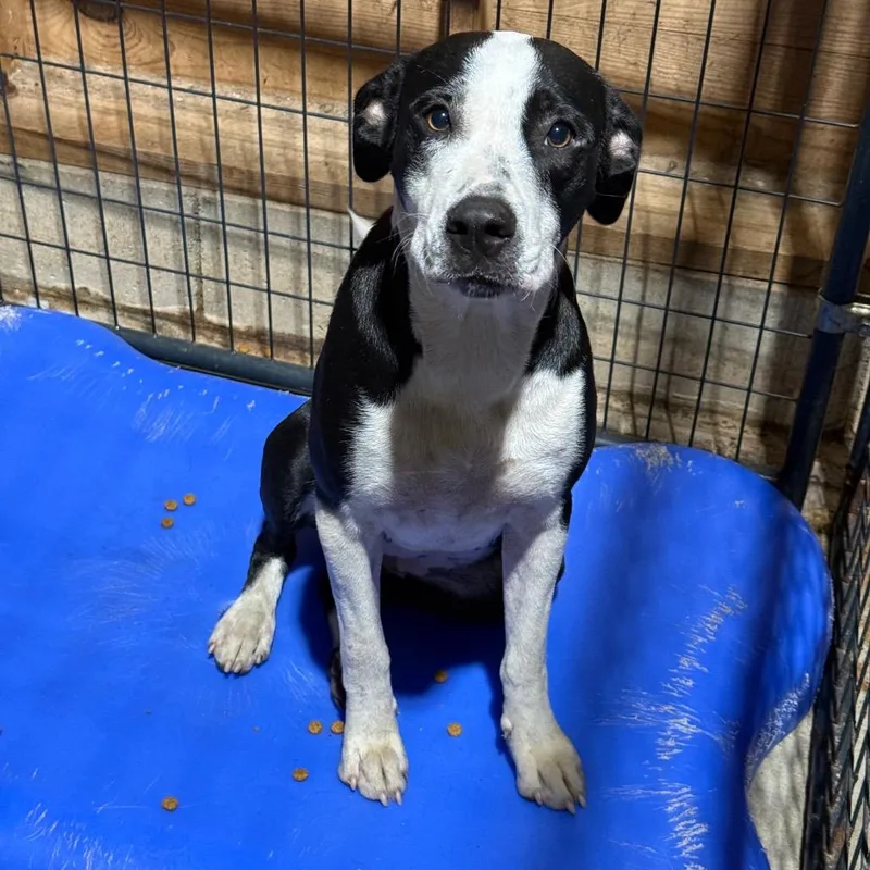 A young medium-sized female Black Pit Bull Terrier dog named Jolene for adoption in Fort Smith, AR