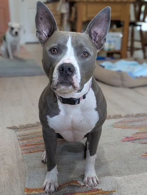 An adult large-sized female American Staffordshire Terrier dog named Juniper for adoption in Yukon, OK