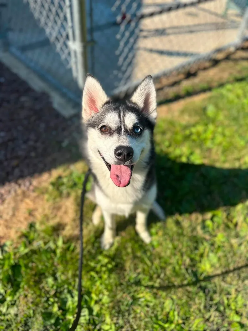 A young medium-sized male Black Pomsky dog named Nanook for adoption in Myerstown, PA