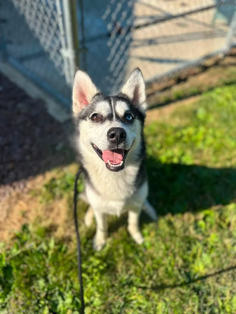 Nanook thumbnail 2