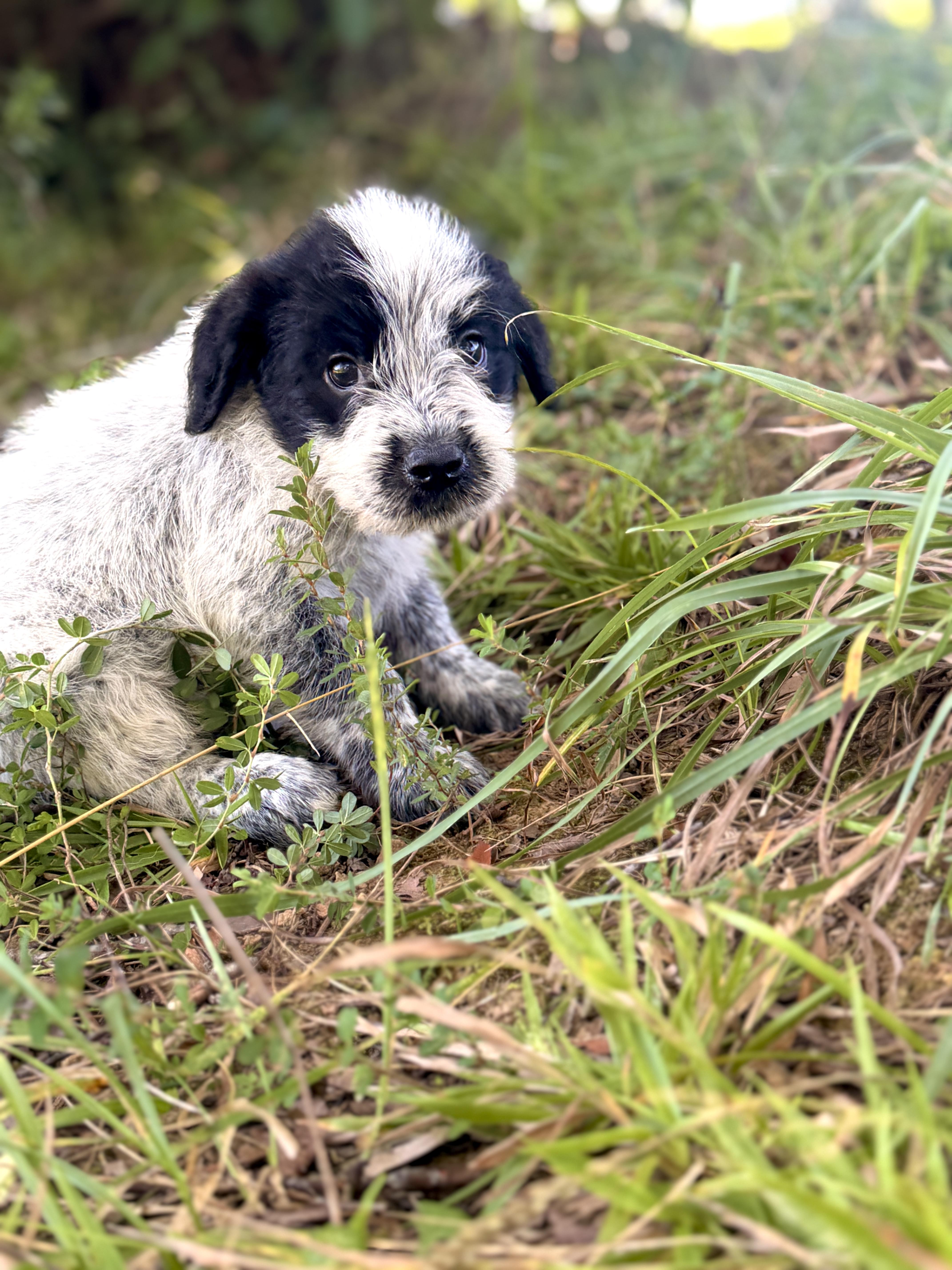 A baby small-sized male Gray / Blue / Silver Wheaten Terrier dog named Waylon Transport for adoption in Gradyville, KY