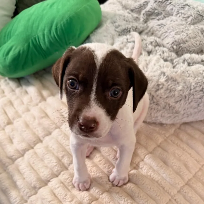 A baby small-sized male White / Cream Pointer dog named Poky Little Puppy for adoption in League City, TX