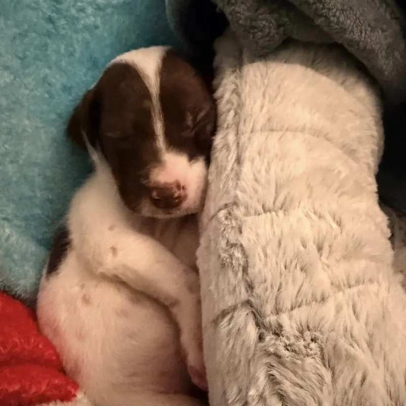 Poky Little Puppy thumbnail 3