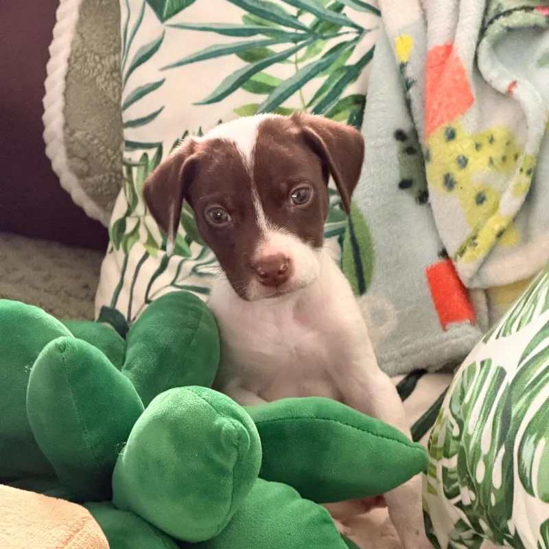 Poky Little Puppy thumbnail 4