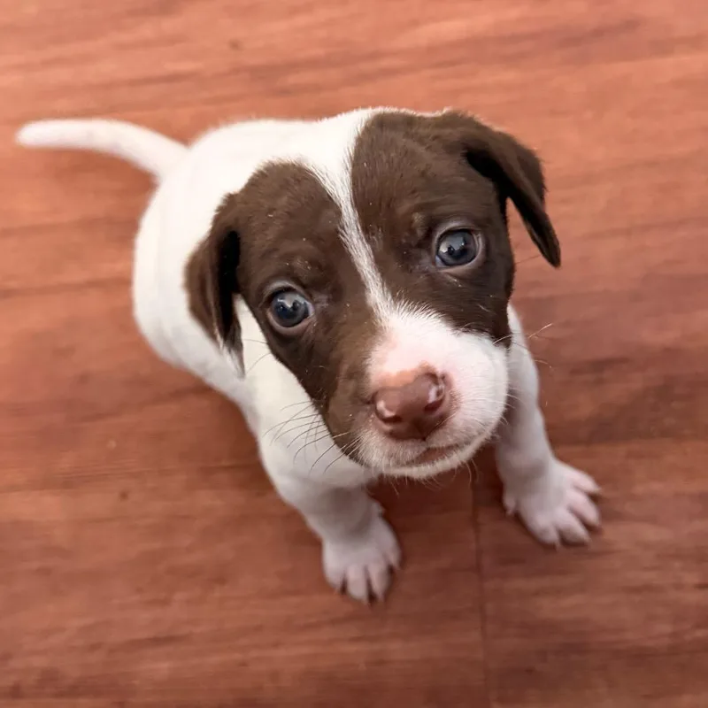 Poky Little Puppy thumbnail 5