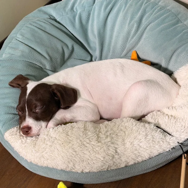 Poky Little Puppy thumbnail 6
