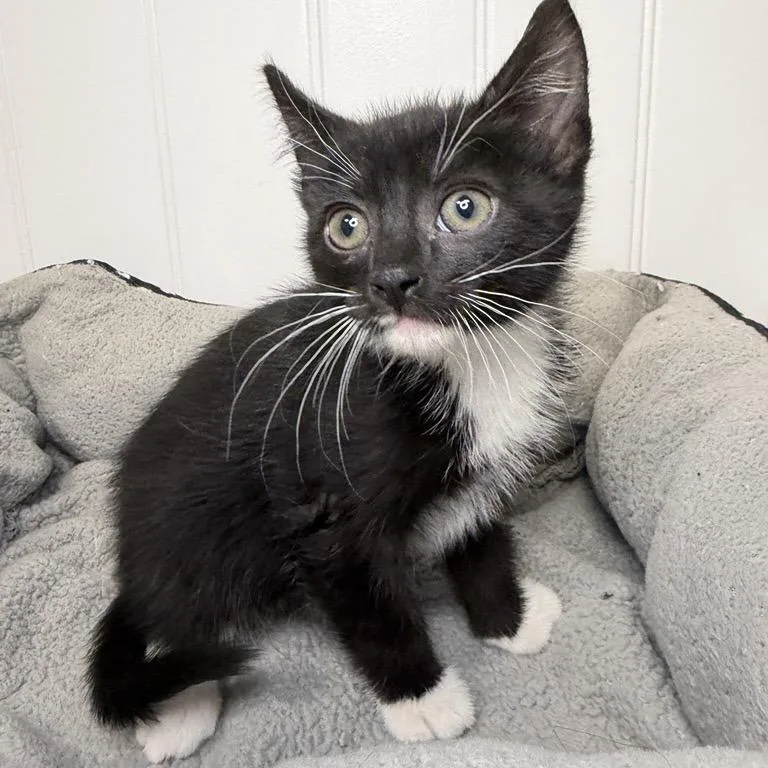 A baby small-sized female Domestic Short Hair cat named Queen Soda for adoption in Los Angeles, CA