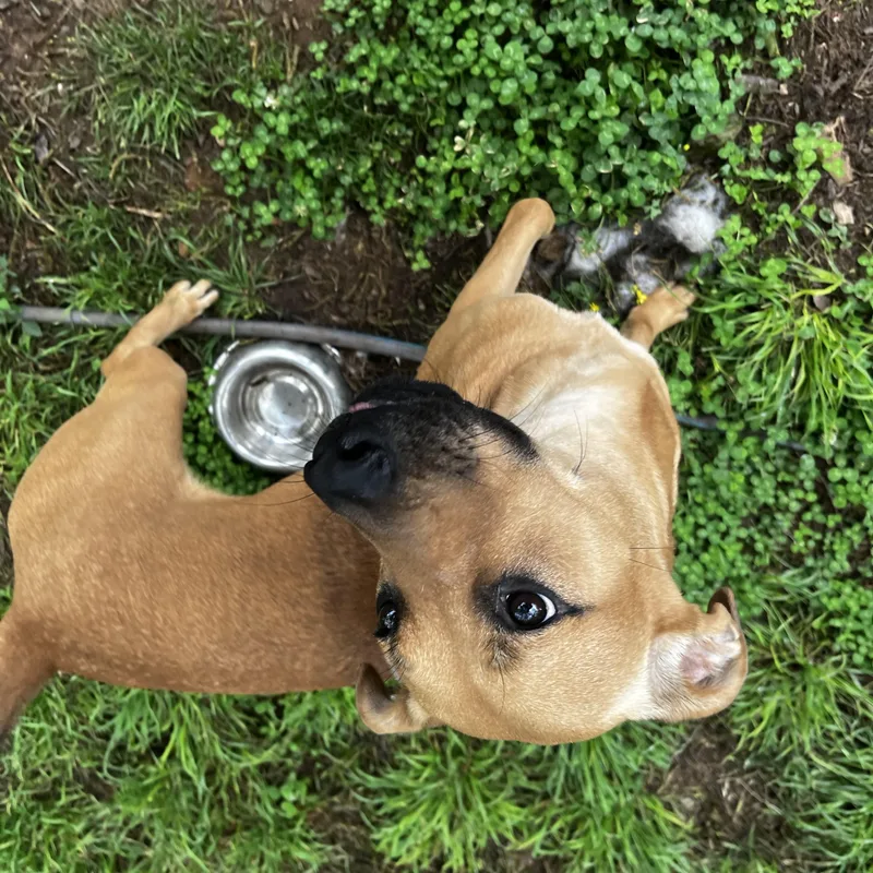 A young medium-sized female Black Mouth Cur dog named Sandy for adoption in Pottsboro, TX
