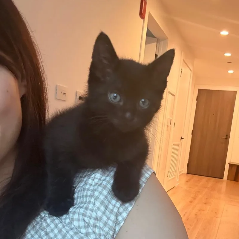 A baby small-sized male Black Domestic Short Hair cat named Cam Jr for adoption in Chicago, IL