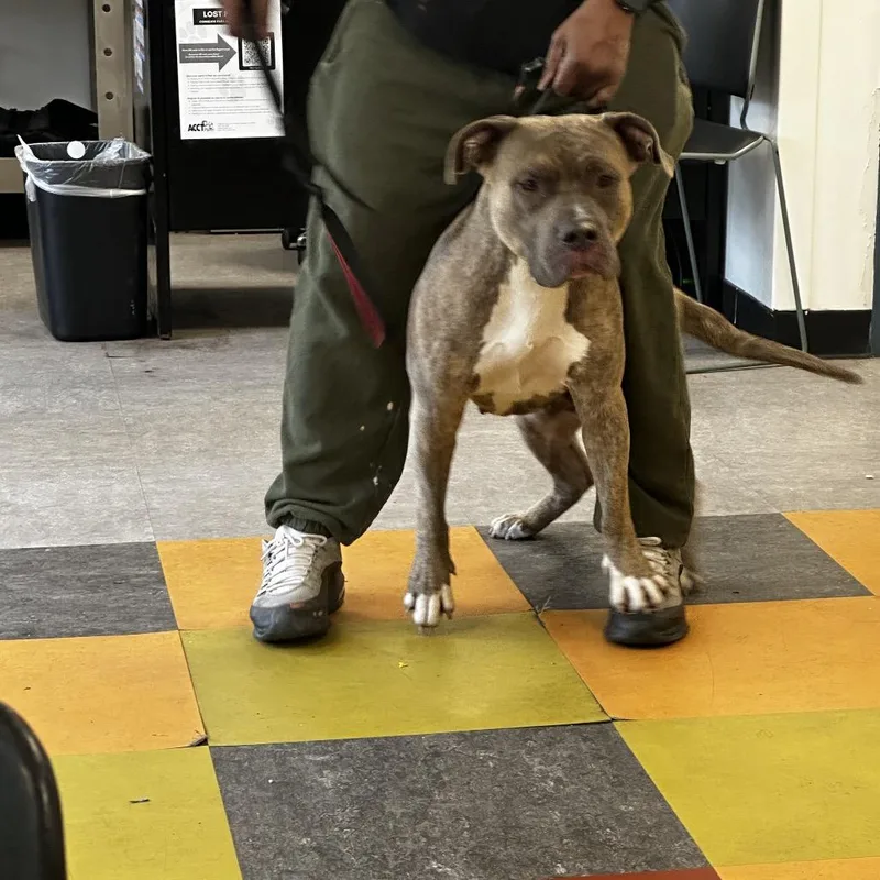 An adult large-sized male Brindle Pit Bull Terrier dog named Scrap Iron for adoption in Philadelphia, PA