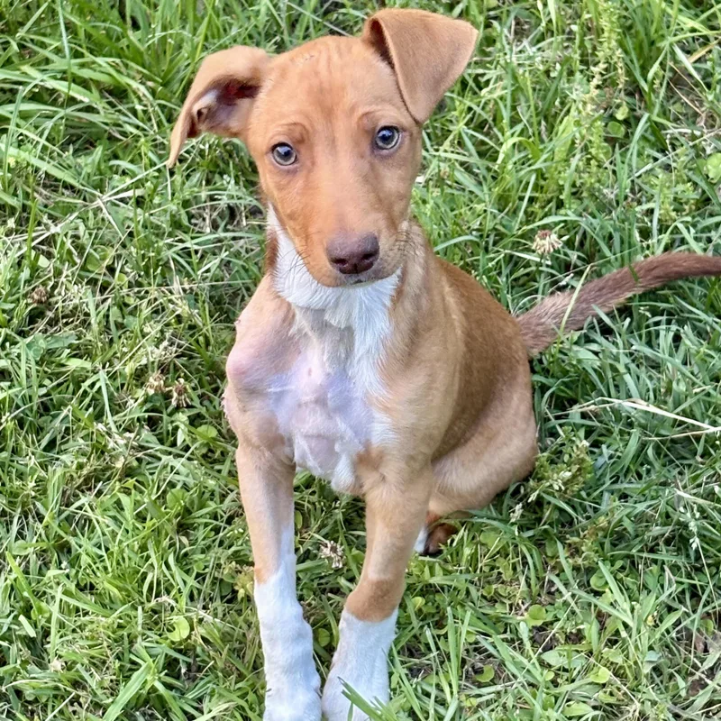 A baby medium-sized female Golden Mixed Breed dog named Muffin for adoption in Brewton, AL