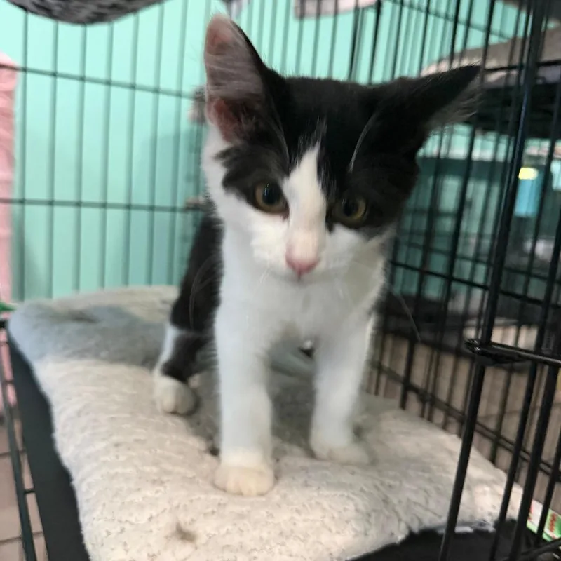 A baby small-sized female Black Domestic Short Hair cat named Crystal for adoption in Marion, VA