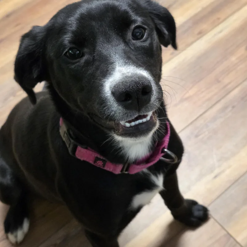 A young medium-sized female Black Labrador Retriever dog named Ebbie for adoption in Jasper, GA