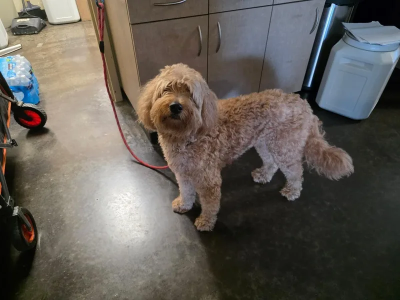 Found stray: Taffy