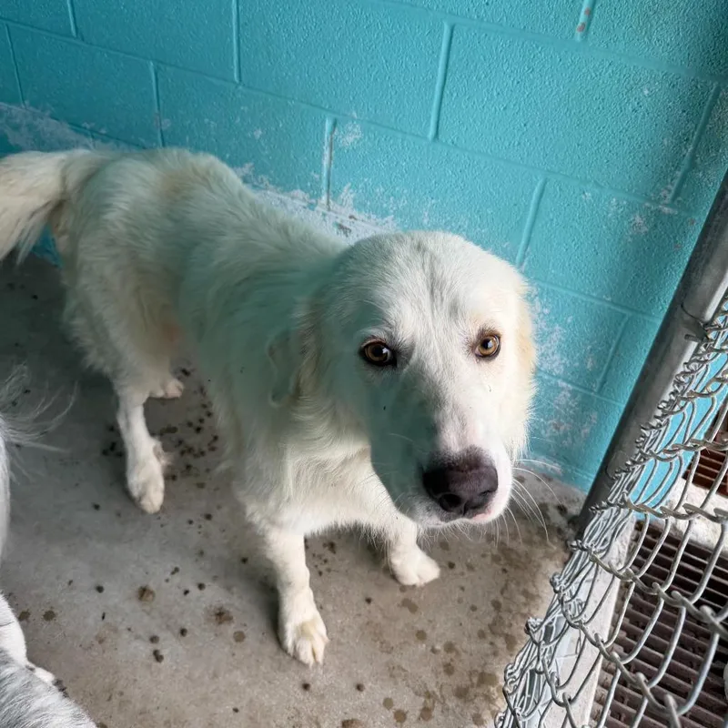 An adult large-sized male Great Pyrenees dog named Furby for adoption in Glen Rose, TX